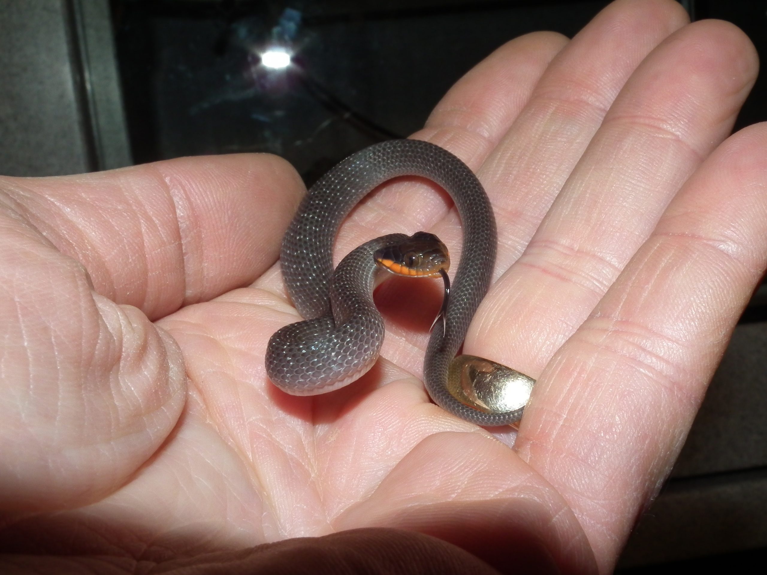 The Herald Snake - The Herpetoculture Network